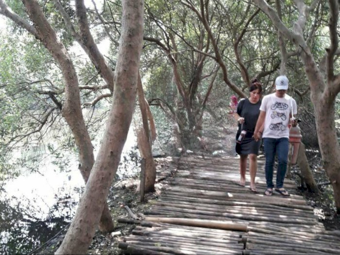 Pernah Jadi Tambak Liar, Hutan Mangrove Kapuk Kini Jadi Spot Foto Instagramable
