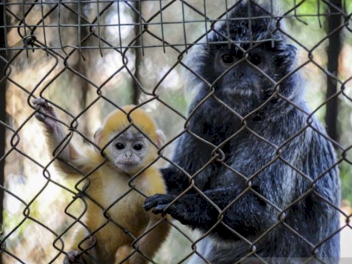 Mulai Skywalk Hingga Gazebo, Bandung Zoo Hadirkan Fasilitas Baru Sambut Libur Lebaran