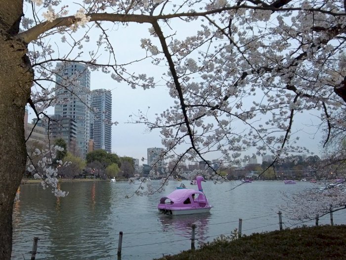 Jangan Lakukan 3 Hal Ini saat Melihat Bunga Sakura di Jepang!