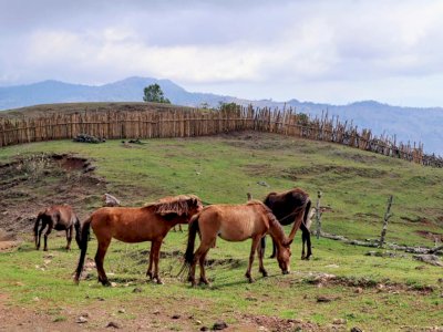 Melihat Kawanan Kuda Menikmati Padang Rumput di Bukit Lulun NTT, Bikin Adem