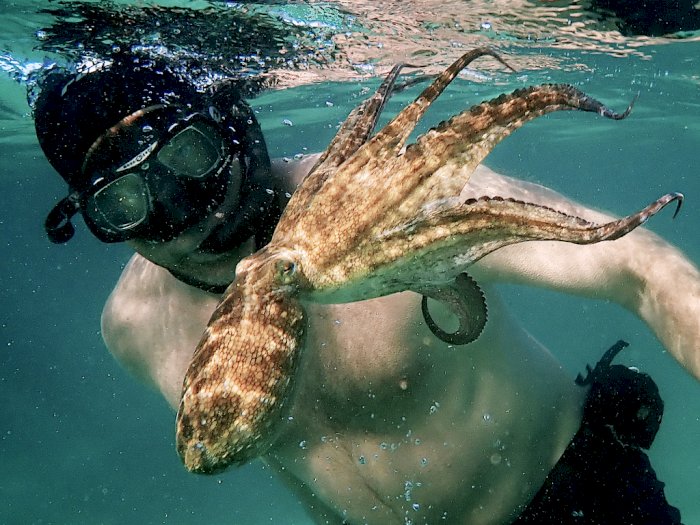 Review My Octopus Teacher: Saat Gurita Bersahabat dengan Manusia Ungkap Misteri Bawah laut