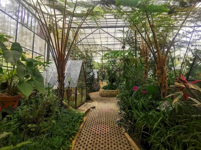 Daya Tarik Orchid Forest Cikole, Taman Wisata yang Menawarkan Keindahan Bunga Eksotis