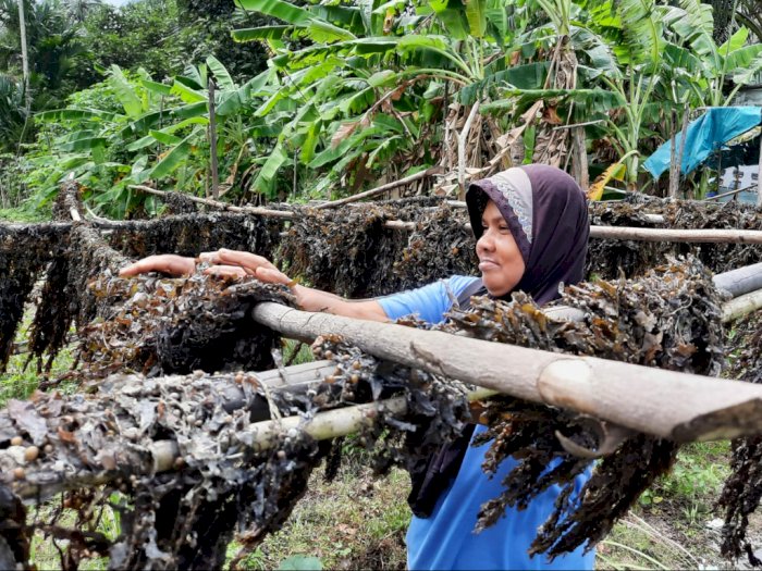 Rengkam, Sumber Cuan Bagi Warga Pesisir Pulau Batam saat Cuaca Ekstrem