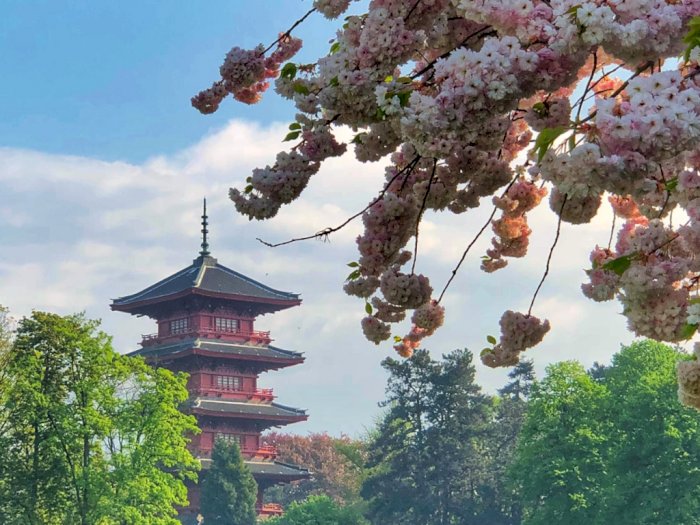 Enggak Selalu Romantis dan Manis, Ini 4 Fakta Menarik Tentang Bunga Sakura