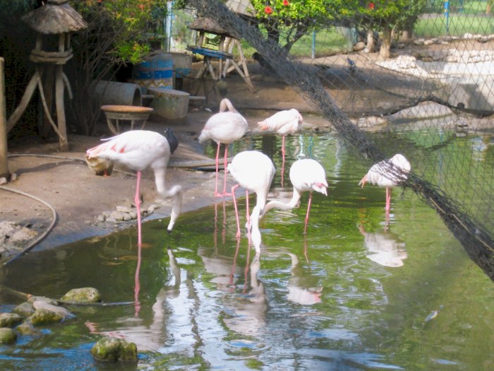 Bird Valley Agadir, Rekomendasi Wisata Populer di Maroko yang Dipenuhi Keragaman Fauna