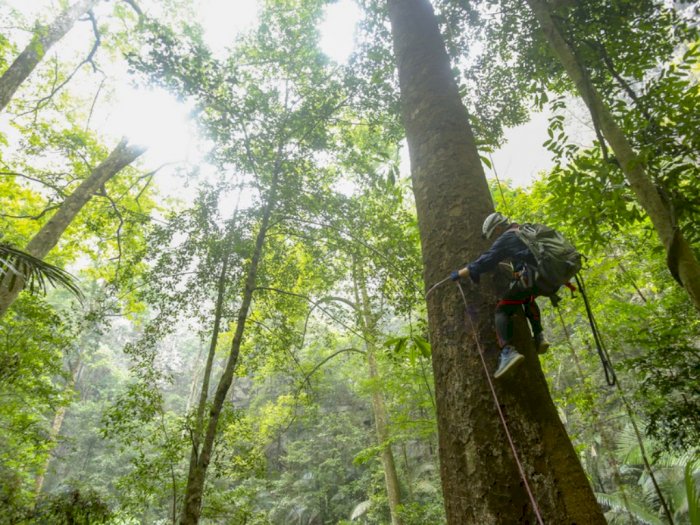 Temuan Pohon Tertinggi di China, Tumbuh Menjulang Lebih dari 70 Meter!