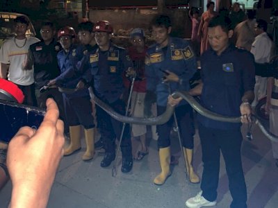 Petugas Damkar Bogor Evakuasi Ular King Kobra Sepanjang 5 meter yang Masuk ke Rumah Warga