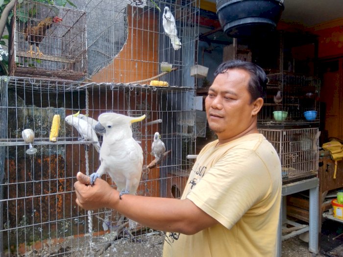 Lestarikan Satwa Agar Tak Punah, Polisi Ini Sulap Kediamannya Jadi 'Markas' Burung Langka