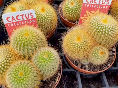Koleksi Kaktus Terlengkap: Toko Interflower Surga Bagi Pecinta Kaktus dan Aksesorisnya