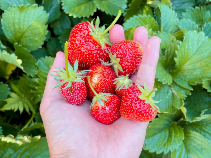 Cara Menanam Strawberry di Halaman atau Taman Rumah dengan Mudah dan Berbuah Melimpah