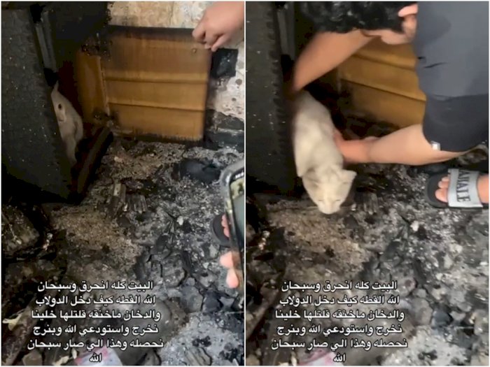 Luar Biasa! Kucing Selamat dari Kebakaran Usai Masuk dalam Lemari, Netizen Pertanyakan Ini