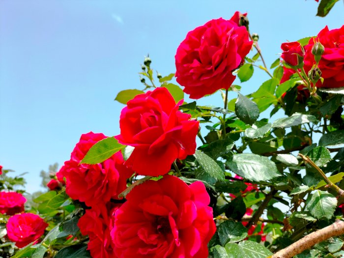 Dijuluki ‘Taman Mawar Dunia’, Provinsi Ini Produksi Kosmetik dan Kuliner Berbahan Mawar