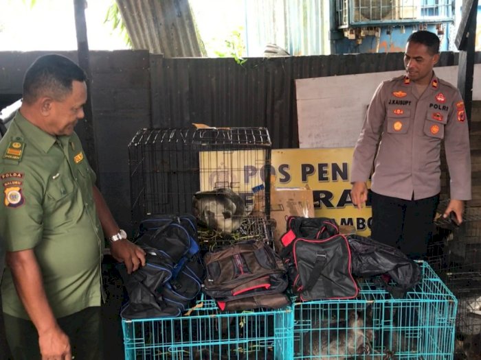 Penyelundupan 7 Ekor Kanguru Papua Digagalkan BKSDA Maluku dan Polsek KPYS Ambon