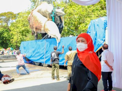 Kawal Evakuasi Bangkai Paus Balin, Gubernur Khofifah: Dibawa ke Museum Jatim Park