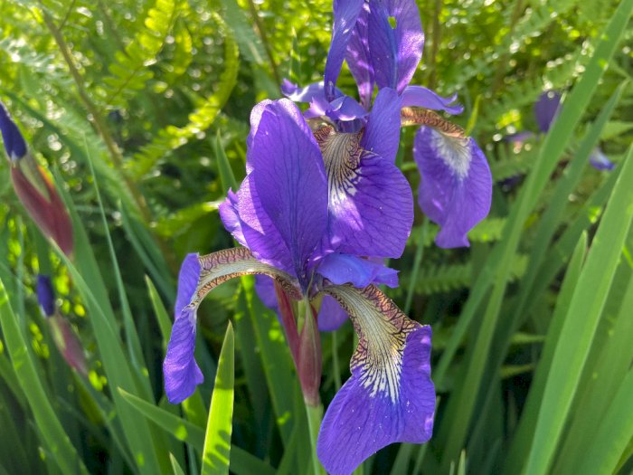 Mengenal Siberian Iris, Bunga Cantik yang Dipercaya Bawa Keberuntungan Bagi Pemiliknya