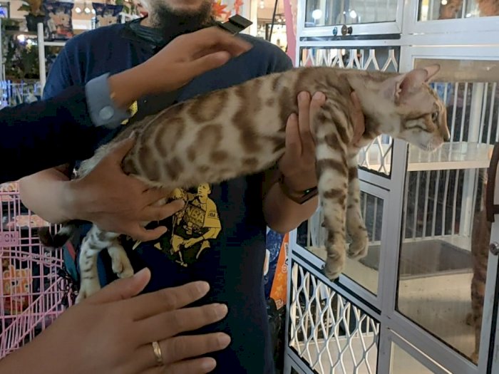 Intip Keberagaman Hayati Kucing Corak Macan yang Memiliki Harga Bombastis
