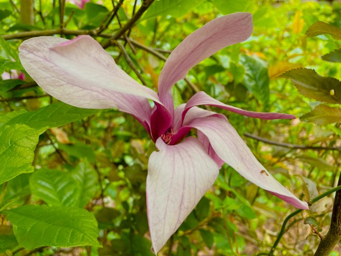 Bunga Magnolia: Simbol Keabadian Dalam Budaya Jepang, Bermanfaat Untuk Kesehatan