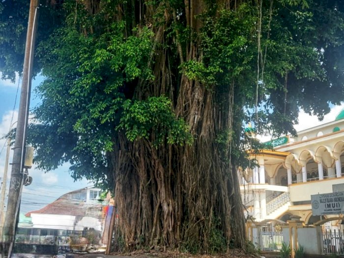 Pohon Beringin: Simbol Kebahagiaan Agama Buddha, Tempat Siddharta Gautama Cari Pencerahan
