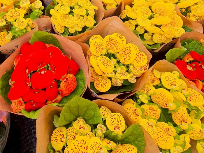 Calceolaria: Pesona Tanaman Khas Amerika Selatan yang Dikaitkan dengan Keberuntungan Cinta