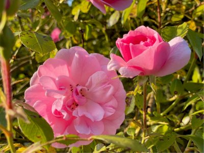 Mitos dan Keajaiban Bunga Mawar Pink: Kisah Romantis di Balik Legenda Ratu Elizabeth I