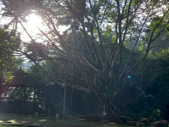 Melihat Pohon Bodhi Hasil Setek dari Pohon Siddharta Gautama di Center Meditasi Bali Usada