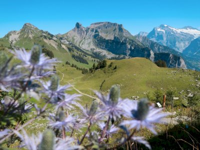 Keajaiban Schynige Platte: Mengungkap Pesona Alam dan Flora Swiss di Puncak Alpen Bernese