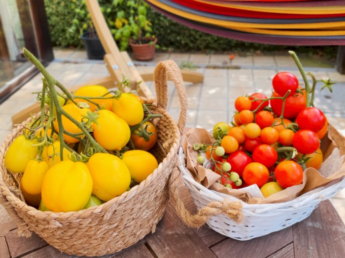 Tips Menanam dan Memaksimalkan Produksi Buah Tomat dalam Skala Kecil atau Besar