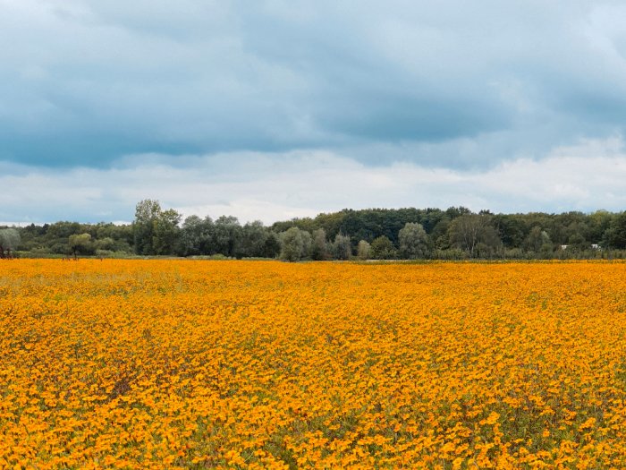 Menengok Keindahan Kebun Bunga Marigold di Perkebunan Musiman Wetteren, Belgia