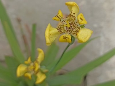 Bersejarah dan Penuh Makna, Bunga Iris Kuning Ternyata Punya Segudang Manfaat