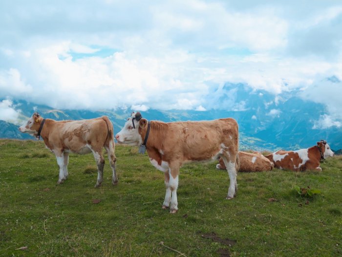 Keunikan Sapi-sapi Swiss: Pesona Tersendiri di Tengah Keindahan Alamnya