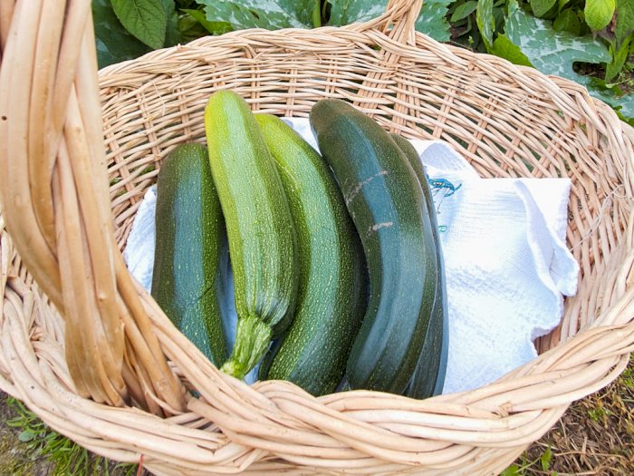 Zucchini: Sayuran Ramah Diet yang Menawarkan Banyak Nutrisi