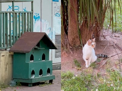 Inisiatif Rumah Kucing Liar di Istanbul: Mengangkat Kehidupan Kucing-kucing di Jalanan