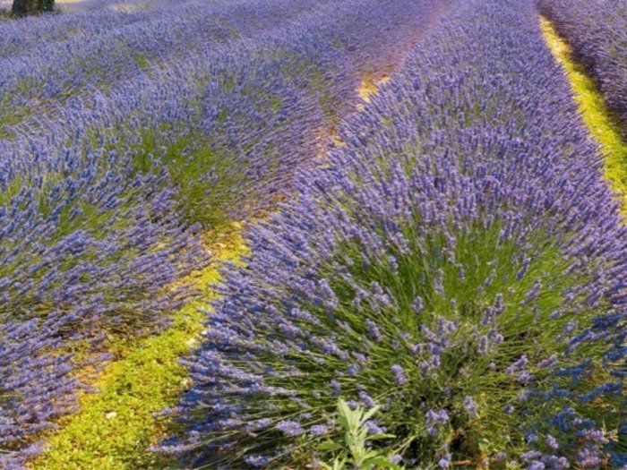 Manfaat Lavender: Bunga Ajaib yang Menyembuhkan Stres dan Menenangkan Pikiran