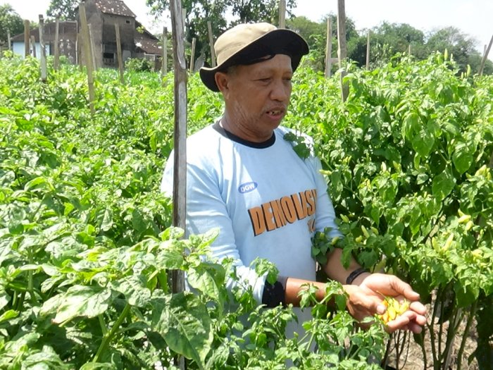 Kisah Mujiana, Mantan Kapolsek di Klaten Kini Sukses Bertani Cabai