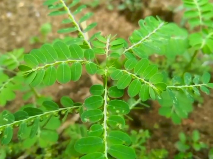 Manfaat Kesehatan Daun Meniran (Phyllanthus): Solusi Alami untuk Pengobatan dan Pencegahan