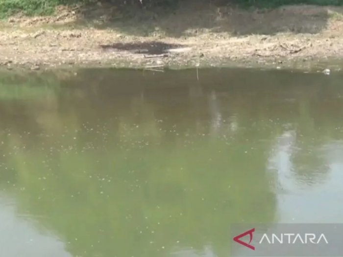 PDAM Toya Wening Hentikan Pengolahan Air Akibat Sungai Bengawan Solo Tercemar Limbah