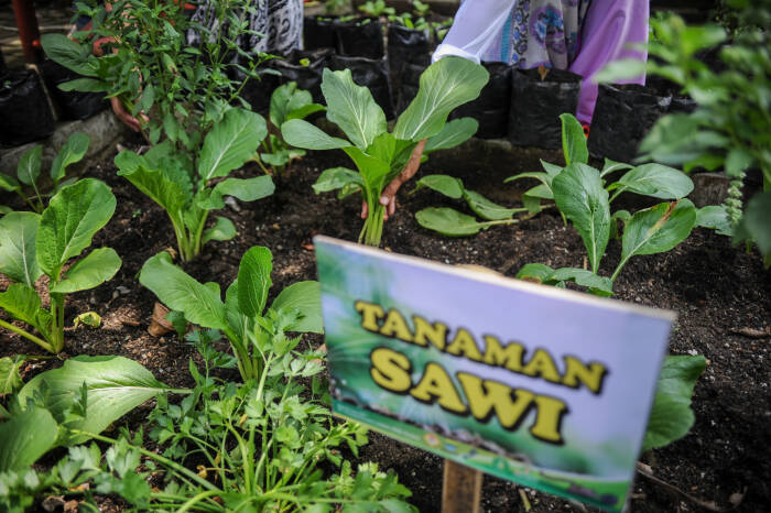 Warga memanen sayuran sawi (ANTARA FOTO/Raisan Al Farisi) Warga memanen sayuran sawi (ANTARA FOTO/Raisan Al Farisi)