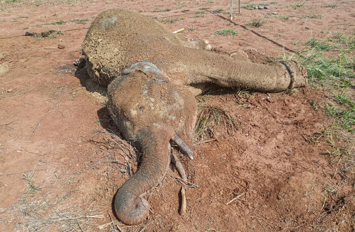ANTARA FOTO/Syifa Yulinnas Bangkai gajah Sumatera (Elephas maximus sumatrensis) yang mati di kawasan Hutan Desa Alue Meuraksa