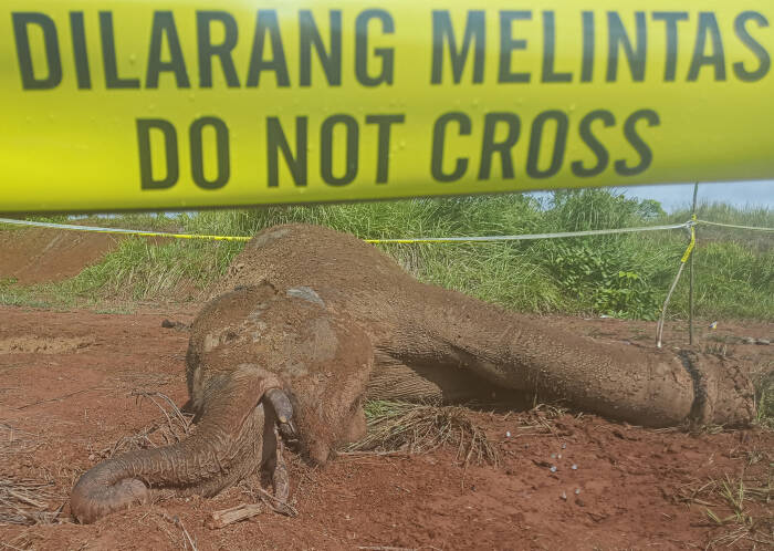 ANTARA FOTO/Syifa Yulinnas Bangkai gajah Sumatera (Elephas maximus sumatrensis) yang mati di kawasan Hutan Desa Alue Meuraksa
