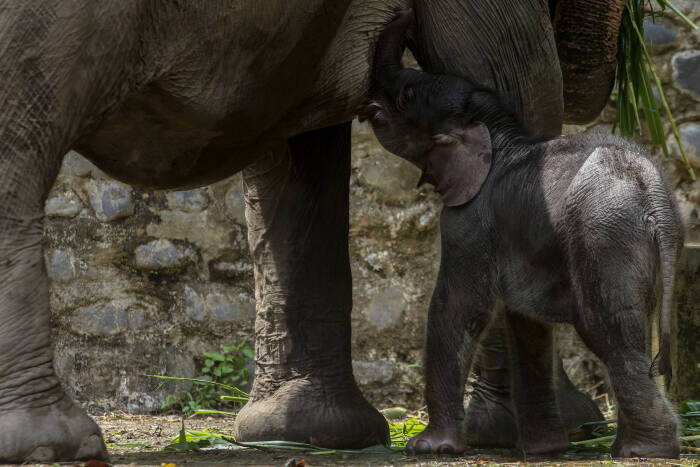 ANTARA FOTO/Rony Muharrman anak gajah sumatera di tangkahan langkat