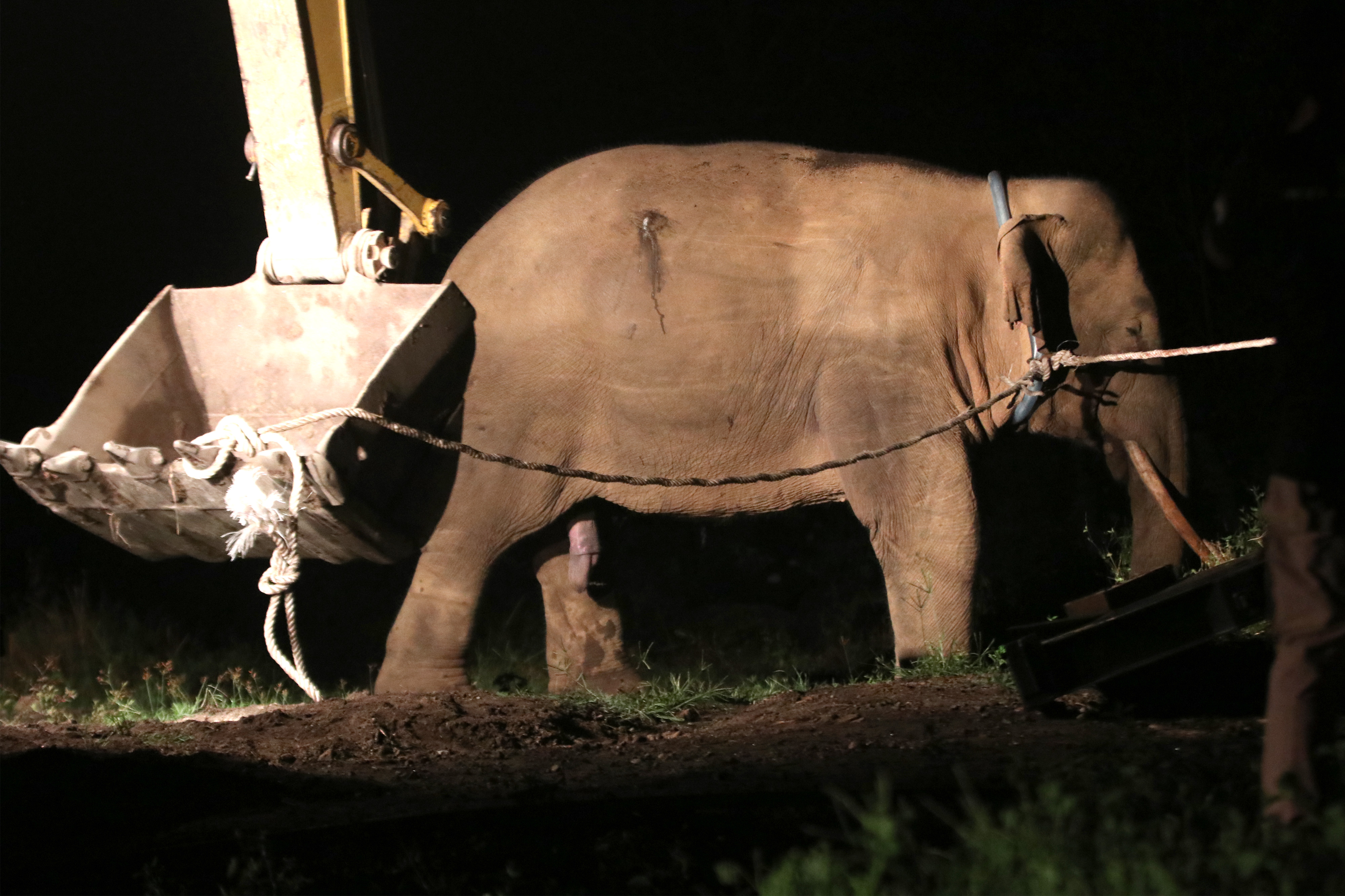 ANTARA FOTO/Irwansyah Putra translokasi gajah sumatera liar