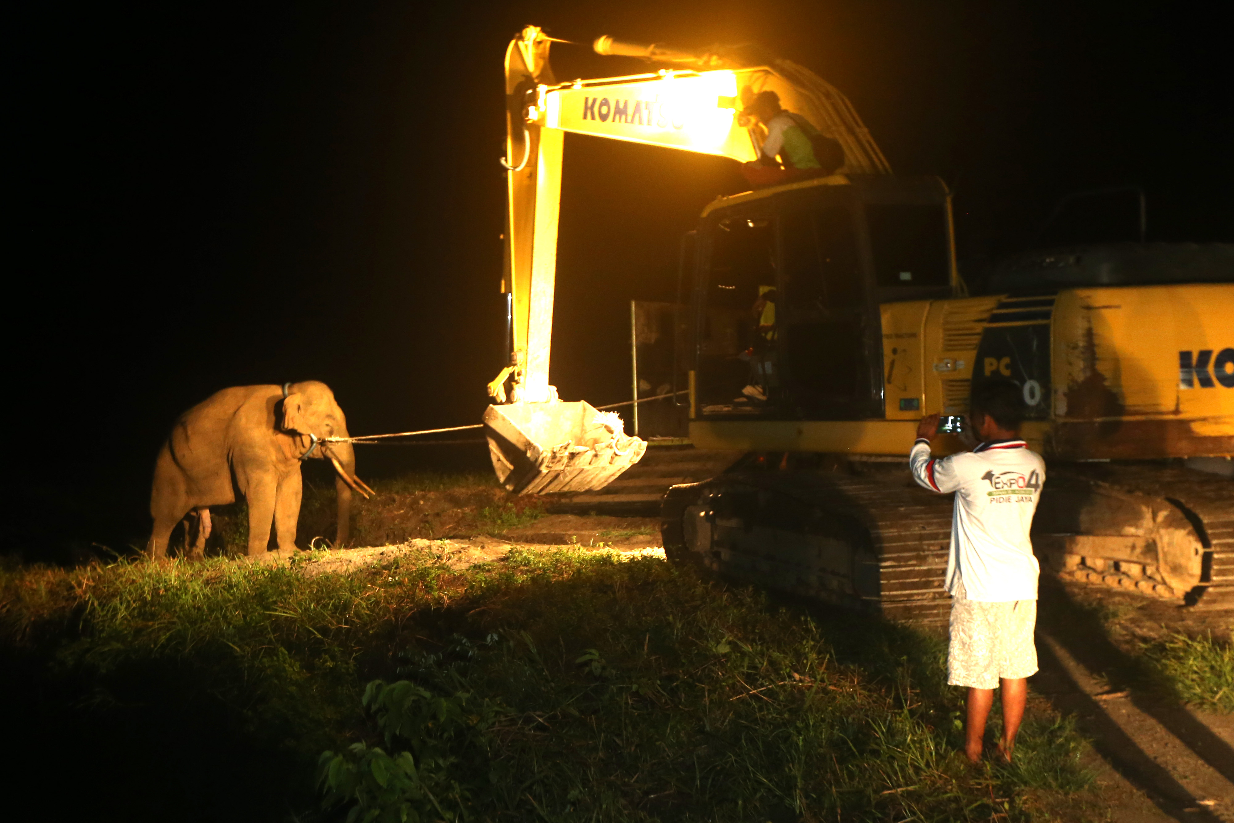 ANTARA FOTO/Irwansyah Putra translokasi gajah sumatera liar