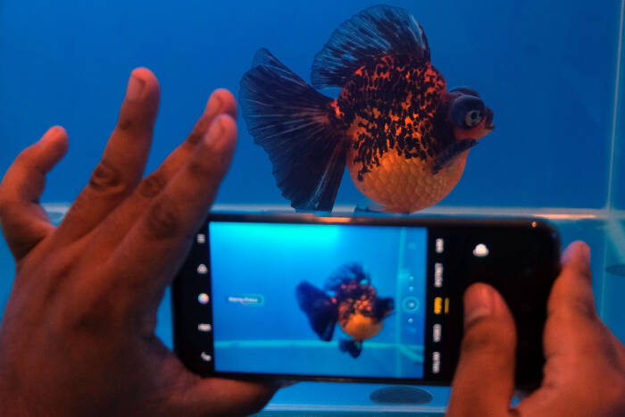 ANTARA FOTO/Nyoman Hendra Wibowo Pengunjung mengamati ikan mas koki yang dipamerkan dalam Bali Goldfish United di Gedung Dharmanegara Alaya (DNA) Art & Creative Hub