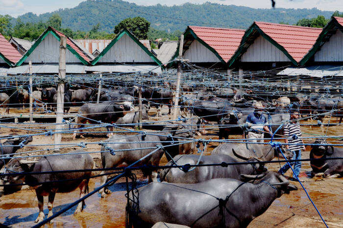 ANTARA FOTO/Spedy Paereng Calon pembeli memilih kerbau yang dijual di Pasar Bolu