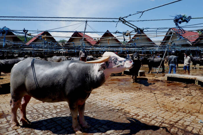ANTARA FOTO/Spedy Paereng Calon pembeli memilih kerbau yang dijual di Pasar Bolu
