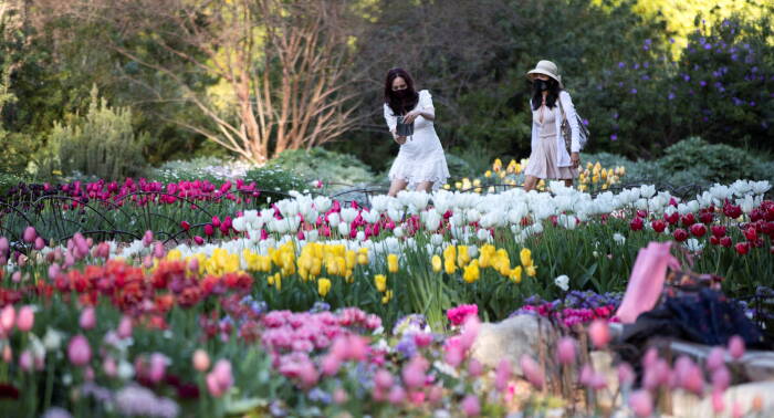 REUTERS/Mario Anzuoni Pengunjung berjalan di dekat tambalan tulip di Taman Descanso di La Canada Flintridge
