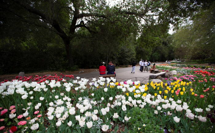 REUTERS/Mario Anzuoni Pengunjung duduk di dekat tambalan tulip di Taman Descanso di La Canada Flintridge