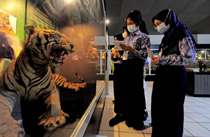 Pelajar mengamati koleksi harimau Sumatera (pantera tigris Sumaterae) yang diawetkan (offset). ANTARA FOTO/Wahdi Septiawan Pelajar mengamati koleksi harimau Sumatera (pantera tigris Sumaterae) yang diawetkan (offset)