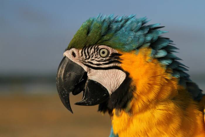 Anggota komunitas Free Fly Kendari melatih burung macaw di sekitar Teluk Kendari