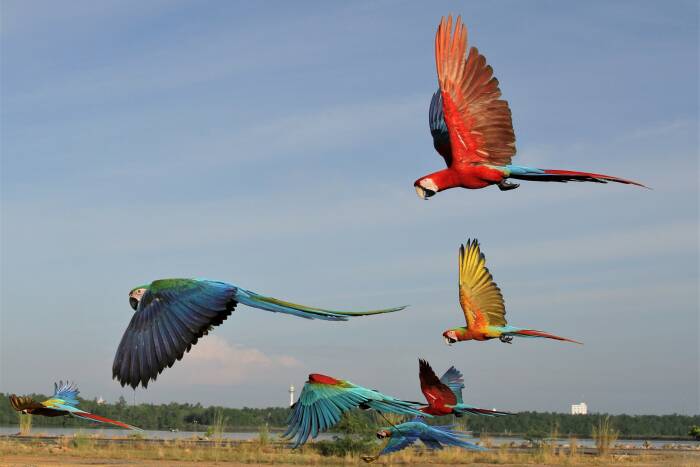 Anggota komunitas Free Fly Kendari melatih burung macaw di sekitar Teluk Kendari